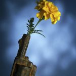 Photo by Yuri Shkoda : https://www.pexels.com/photo/photo-of-a-yellow-flower-in-a-gun-10515524/